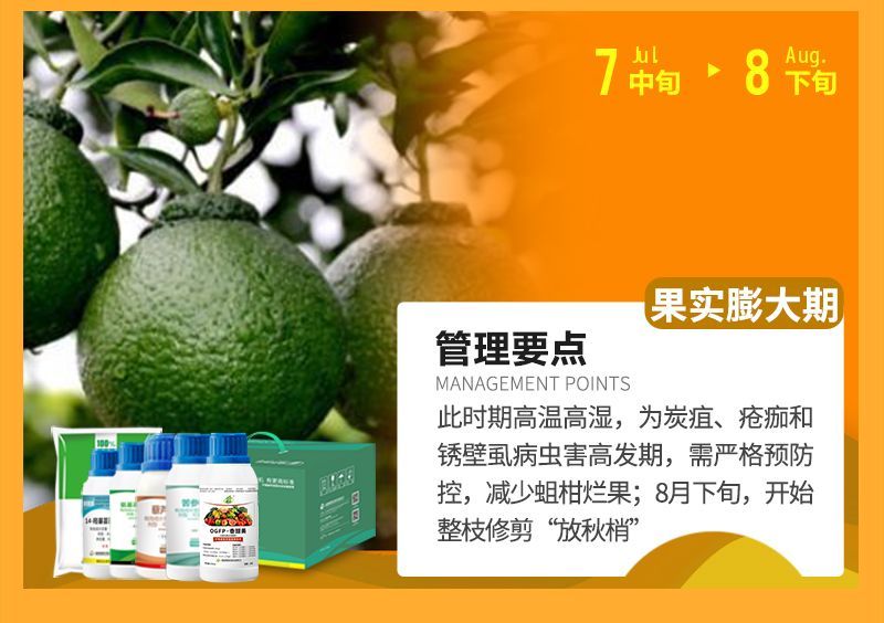 此時(shí)期高溫高濕，為炭疽、瘡癡和銹壁虱病蟲(chóng)害高發(fā)期，需嚴(yán)格預(yù)防控，減少蛆柑爛果;8月下旬，開(kāi)始整枝修剪“放秋梢”