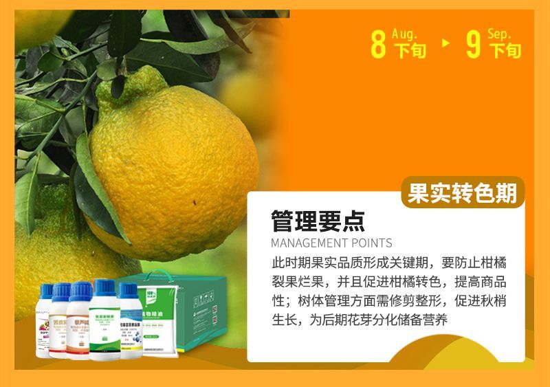 此時(shí)期果實(shí)品質(zhì)形成關(guān)鍵期，要防止柑橘裂果爛果，并且促進(jìn)柑橘轉(zhuǎn)色，提高商品性;樹(shù)體管理方面需修剪整形，促進(jìn)秋梢生長(zhǎng)，為后期花芽分化儲(chǔ)備營(yíng)養(yǎng)