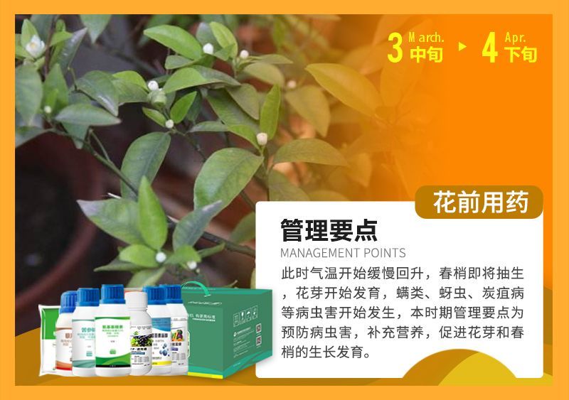 此時氣溫開始緩慢回升，春梢即將抽生花芽開始發(fā)育，蠕類、蚜蟲、炭疽病等病蟲害開始發(fā)生，本時期管理要點為預防病蟲害，補充營養(yǎng)，促進花芽和春梢的生長發(fā)育。