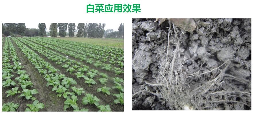 氨基寡糖素 - 植物的免疫衛(wèi)士，根結(jié)線蟲的克星